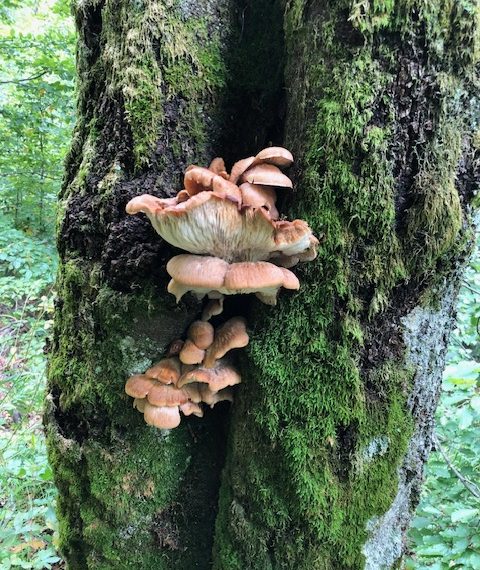 Polypores (photo: Lyla O'Brien)